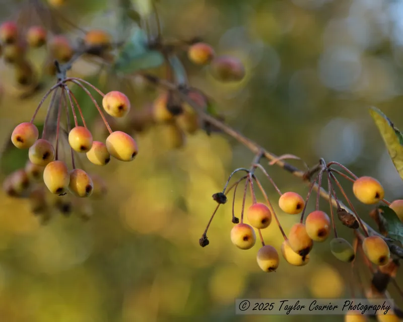Crabapple