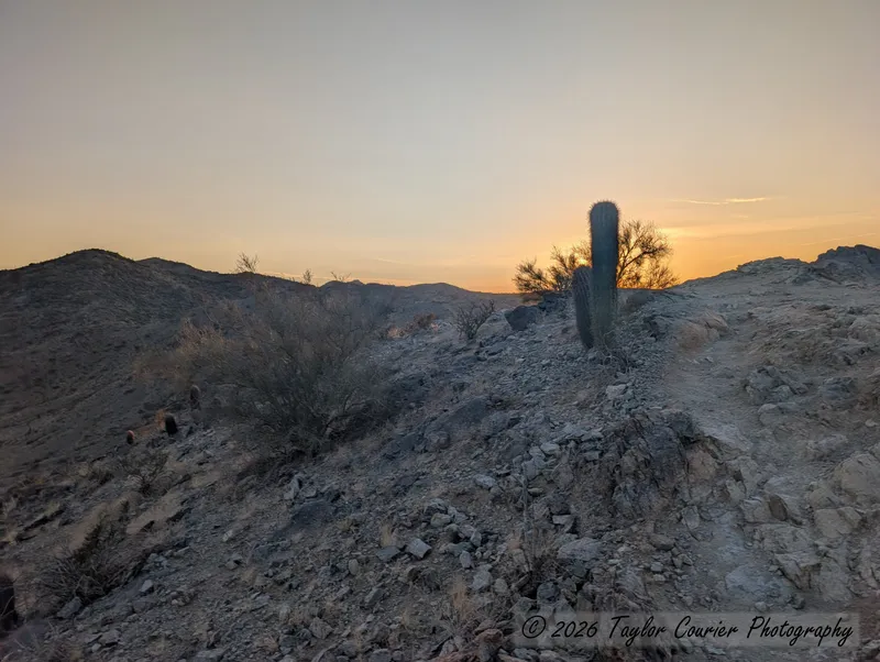 Saguaro