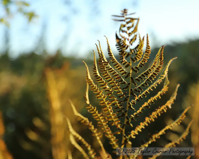 Fern