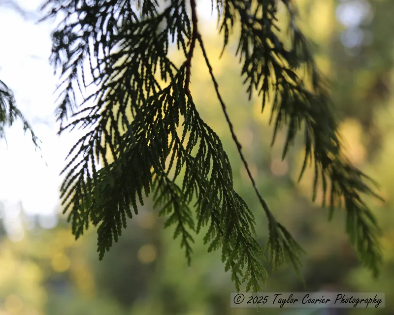 Cedar