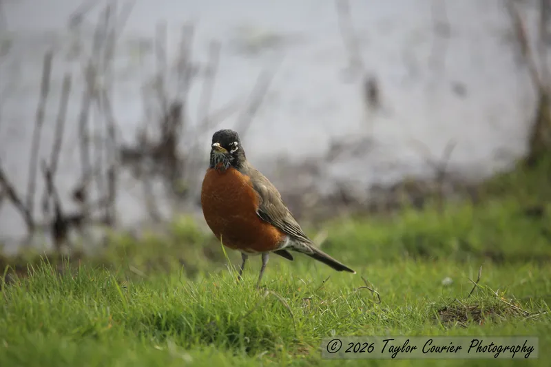 Robin