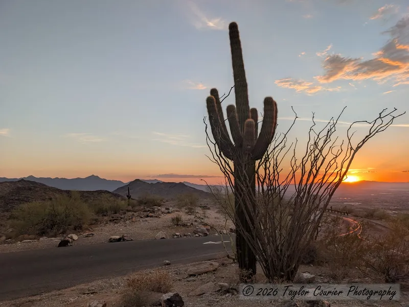 Saguaro and Ocotillo