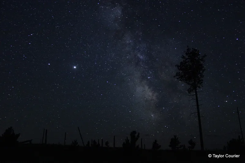 Milky Way and Tree