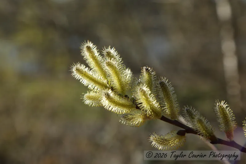 Catkin