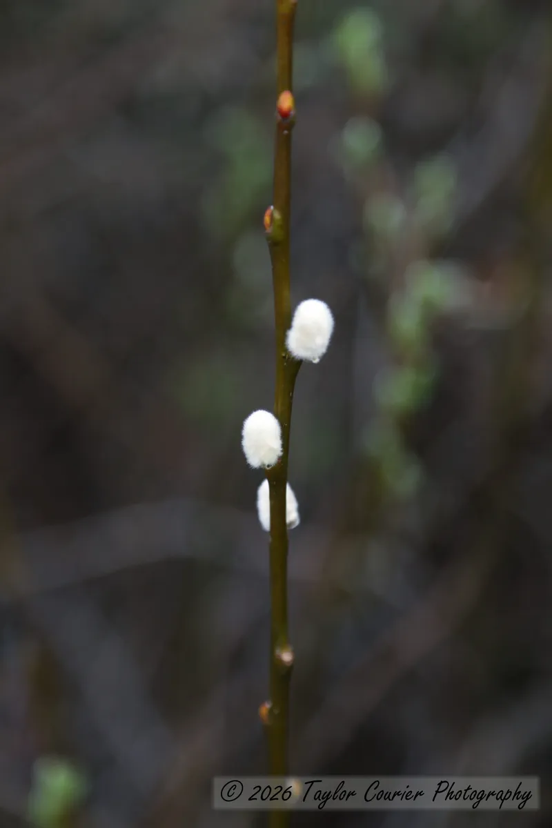 Bud