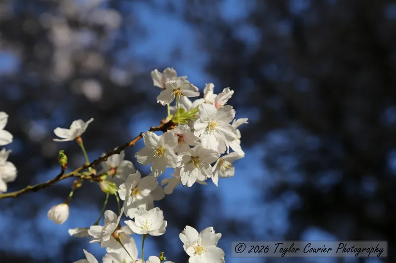 Cherry Blossom