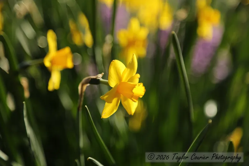 Daffodil