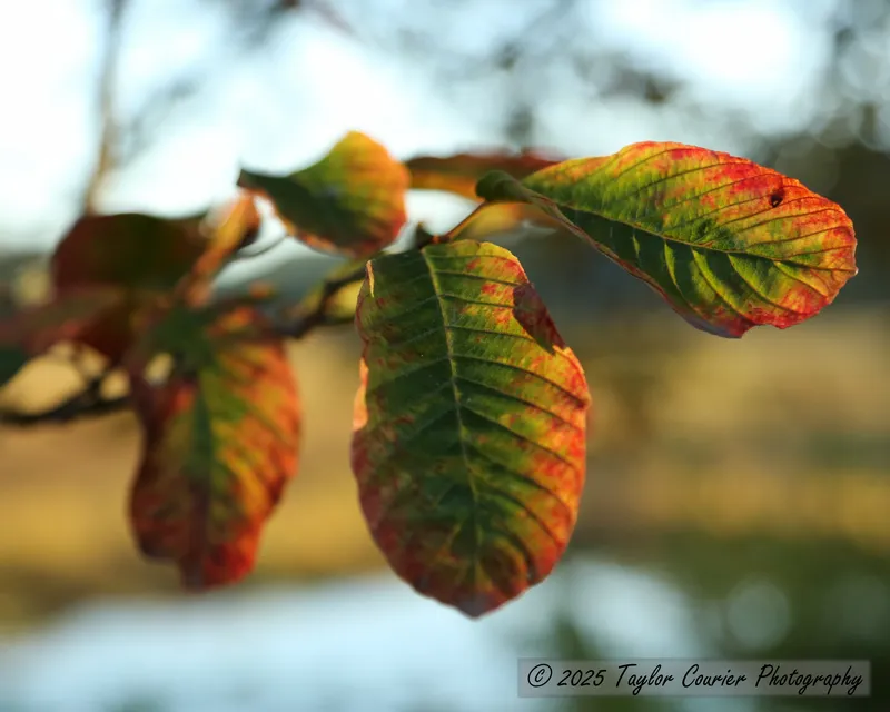 Autumn