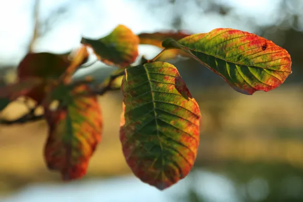 Macro