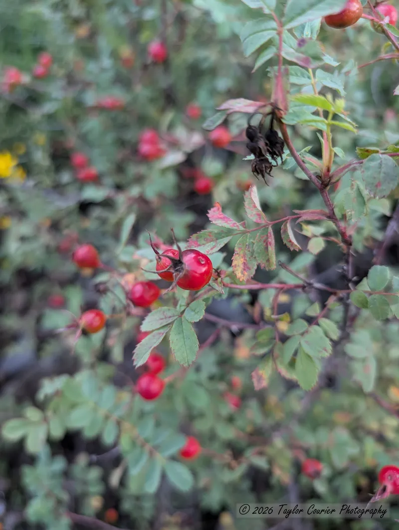 Wild Rose