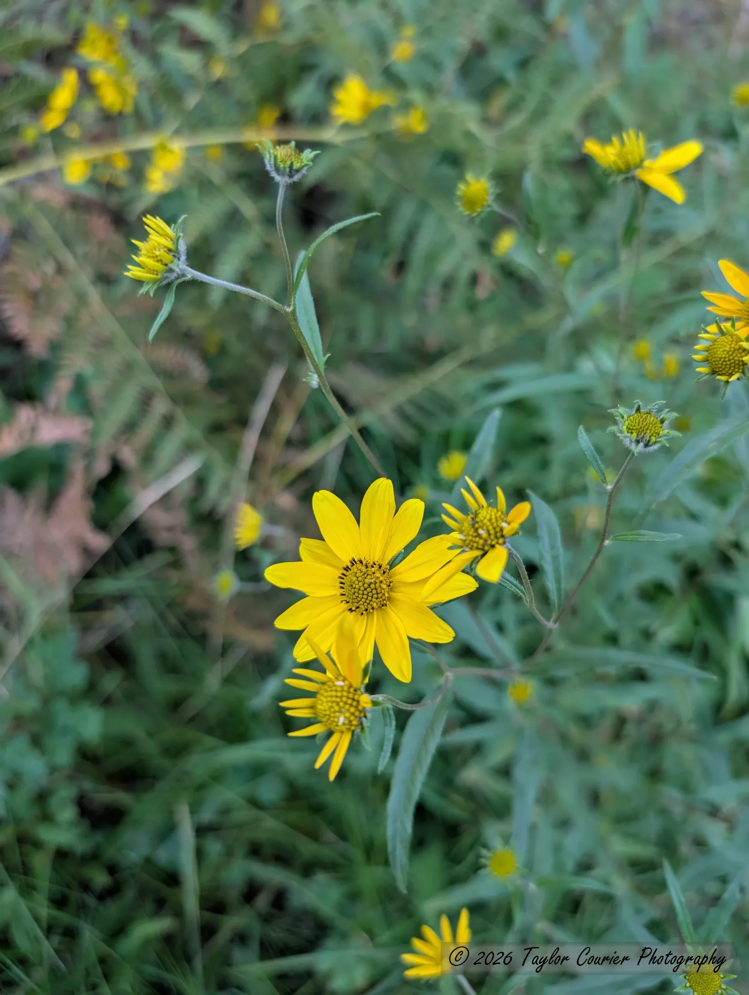 Wild sunflower along the river