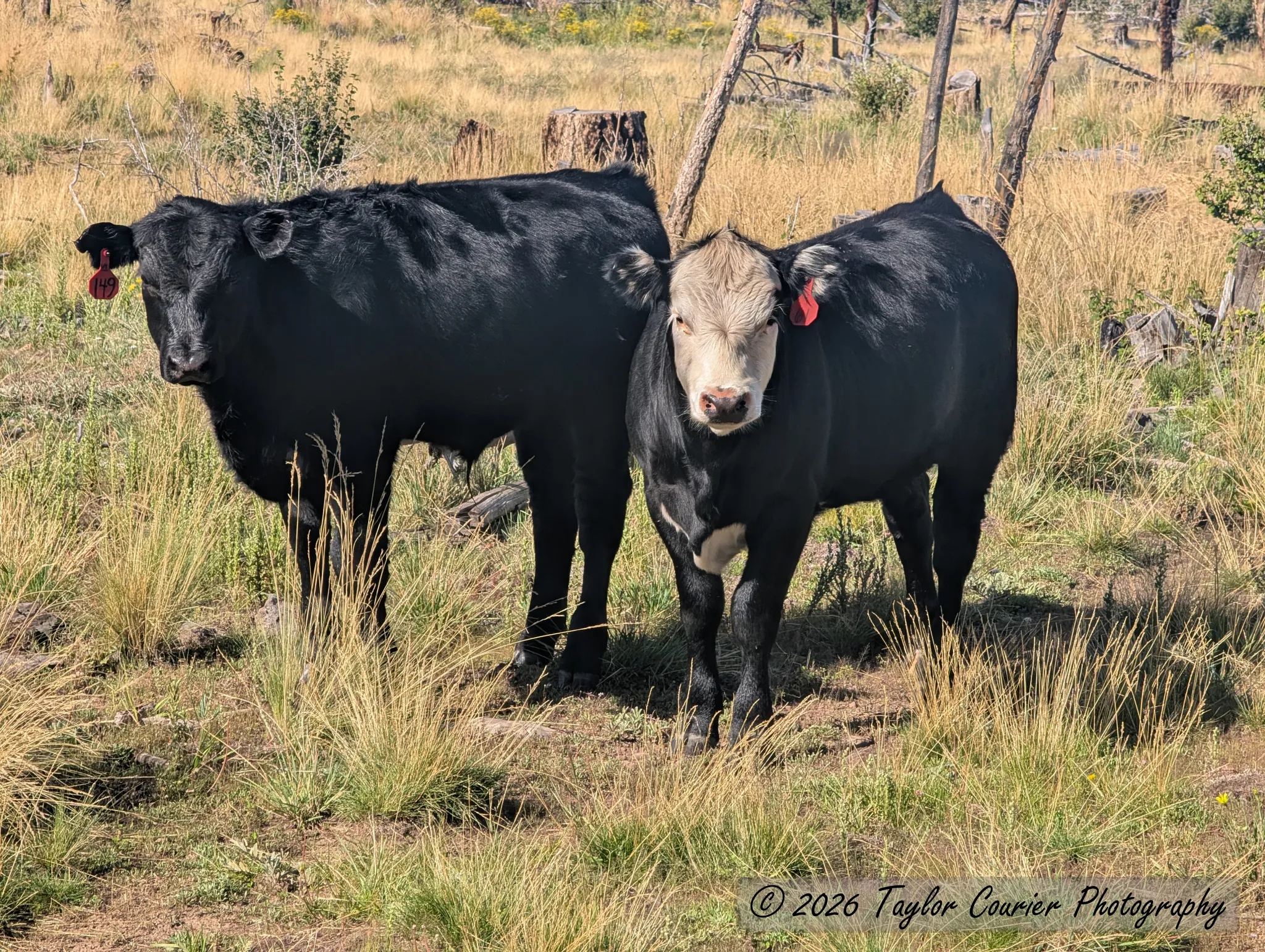 Cows inspecting my campsite