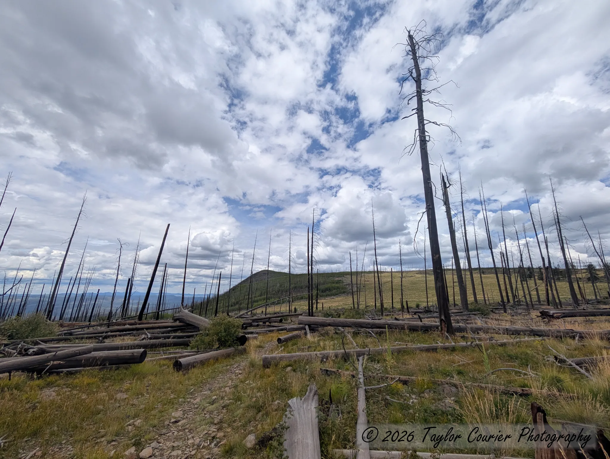 The fire left its mark on the forest