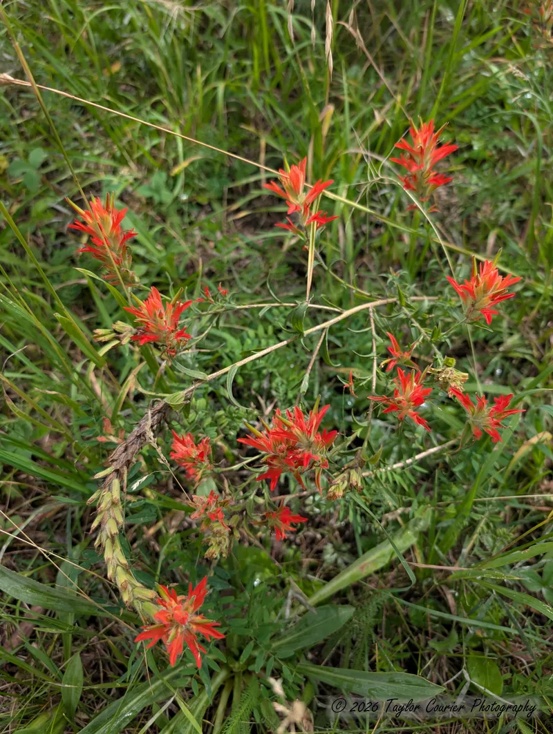 Gallery Image 15