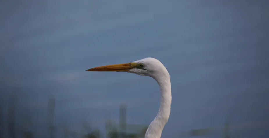 Ridgefield National Wildlife Refuge