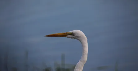 Ridgefield National Wildlife Refuge
